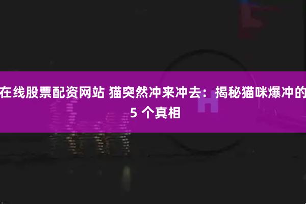 在线股票配资网站 猫突然冲来冲去：揭秘猫咪爆冲的 5 个真相